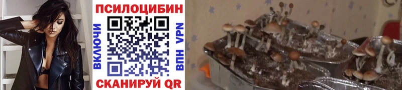 Галлюциногенные грибы Cubensis  omg ONION  Сольцы 